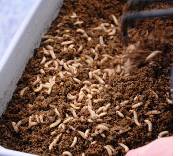 Insect frass fertiliser - Image 3